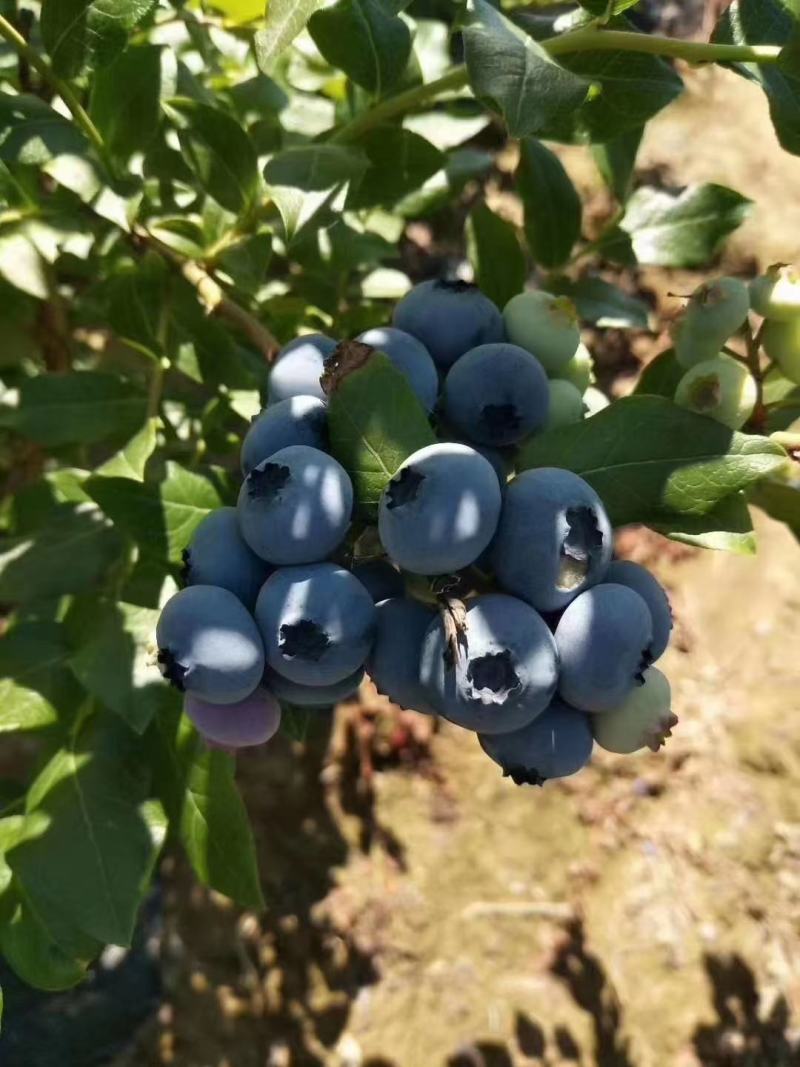 长白山特产野生蓝莓干果，籽粒饱满，散装袋装都有支持代发