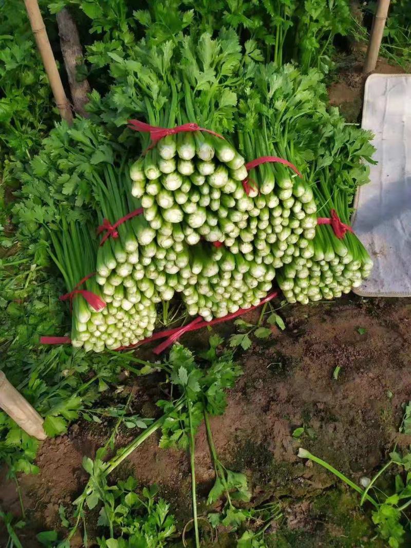 精品西芹，质量有保证，以质论价，长年供应
