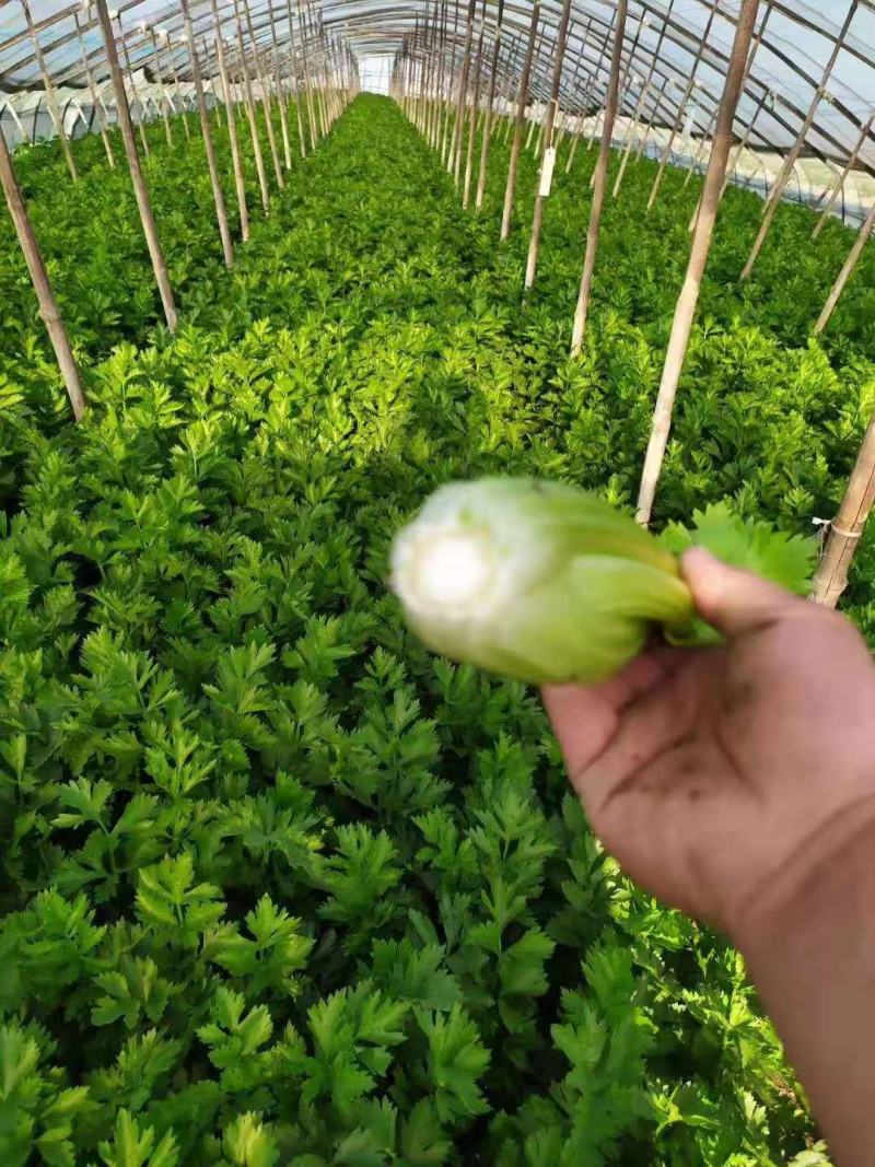 精品西芹，质量有保证，以质论价，长年供应