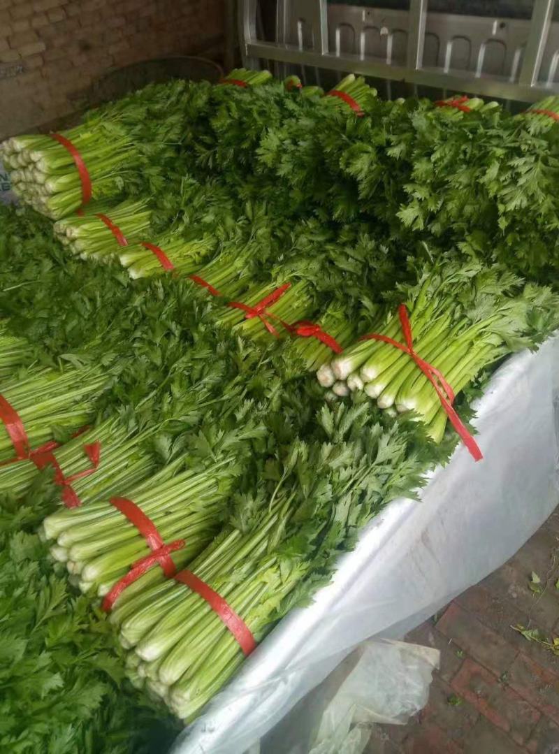 精品西芹，质量有保证，以质论价，长年供应