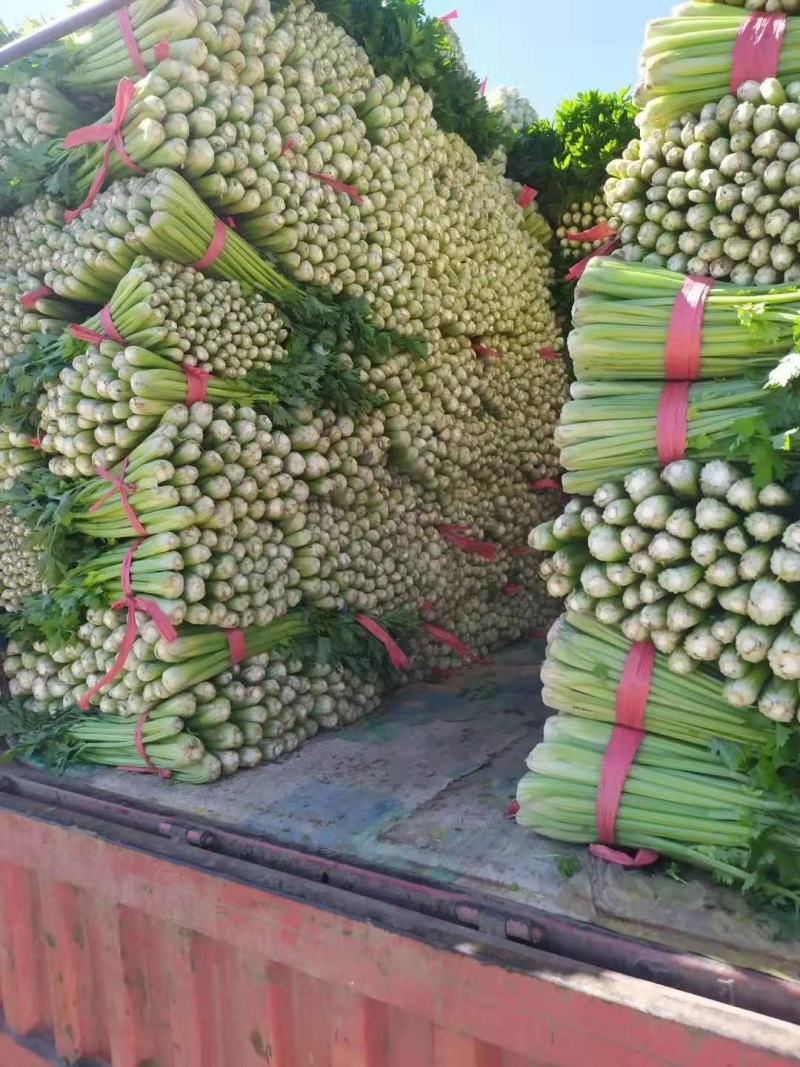 精品西芹，质量有保证，以质论价，长年供应