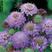 轮峰菊花花卉种子四季播春秋冬播室内盆栽易种小型植物紫