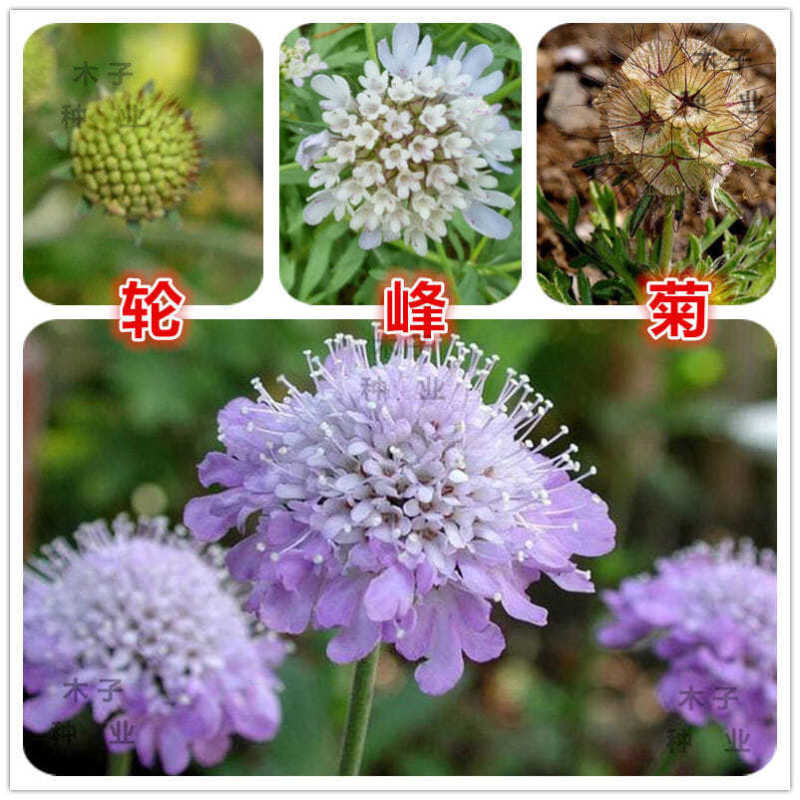 轮峰菊花花卉种子四季播春秋冬播室内盆栽易种小型植物紫