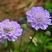 轮峰菊花花卉种子四季播春秋冬播室内盆栽易种小型植物紫