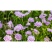 轮峰菊花花卉种子四季播春秋冬播室内盆栽易种小型植物紫