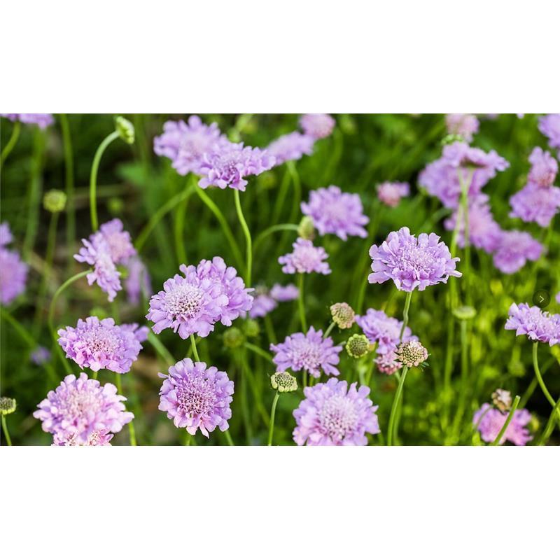 轮峰菊花花卉种子四季播春秋冬播室内盆栽易种小型植物紫