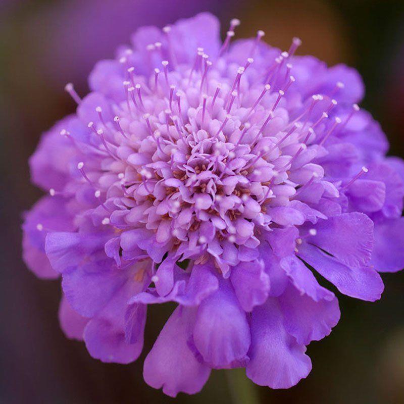 轮峰菊花花卉种子四季播春秋冬播室内盆栽易种小型植物紫