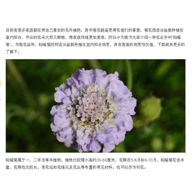 轮峰菊花花卉种子四季播春秋冬播室内盆栽易种小型植物紫