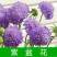 轮峰菊花花卉种子四季播春秋冬播室内盆栽易种小型植物紫