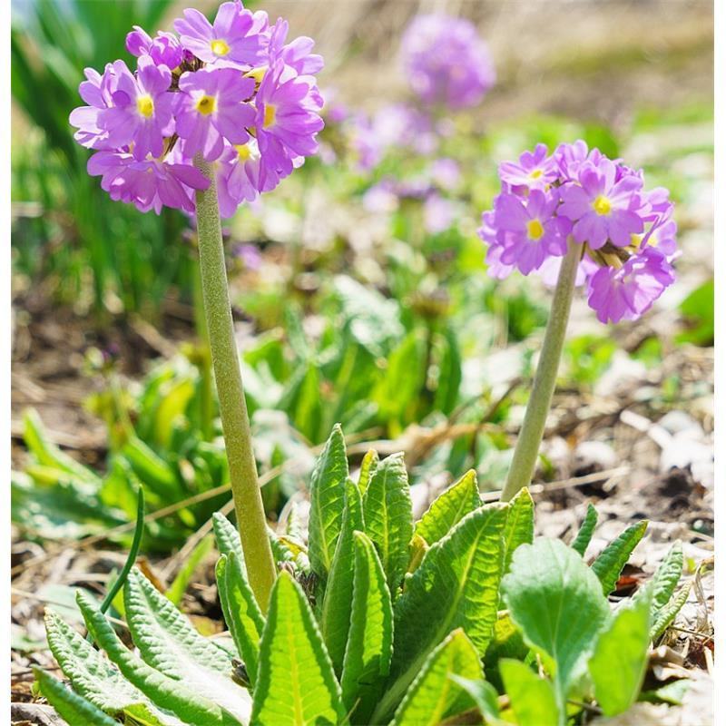轮峰菊花花卉种子四季播春秋冬播室内盆栽易种小型植物紫