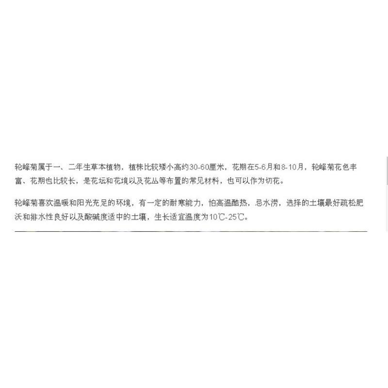 轮峰菊花花卉种子四季播春秋冬播室内盆栽易种小型植物紫