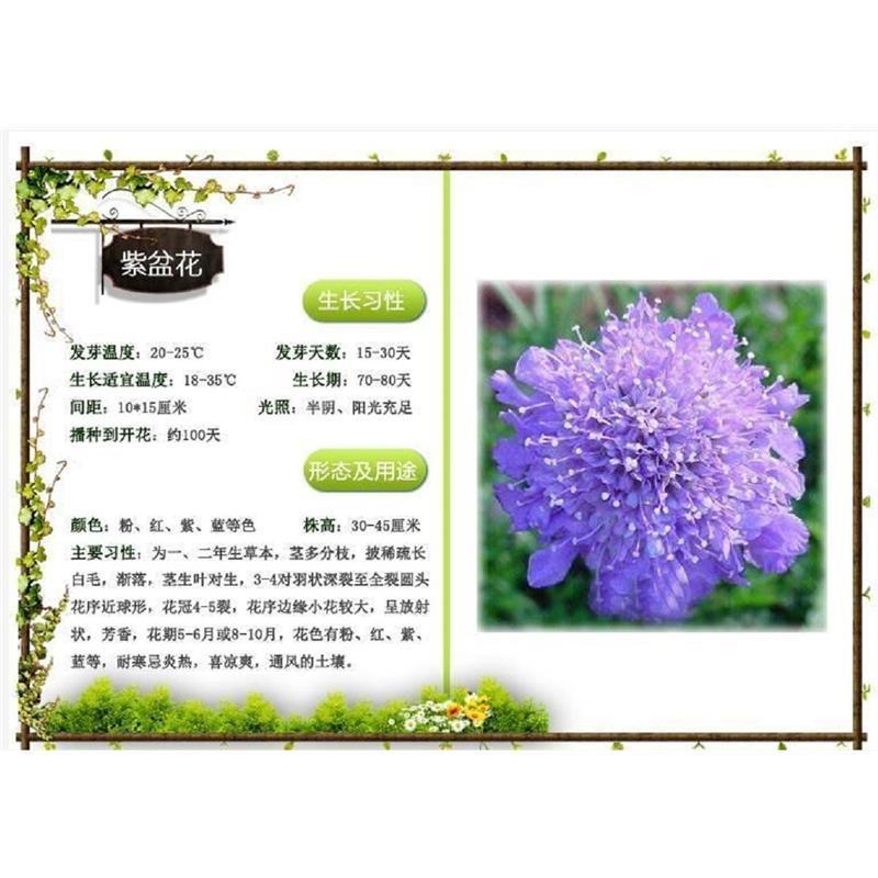 轮峰菊花花卉种子四季播春秋冬播室内盆栽易种小型植物紫