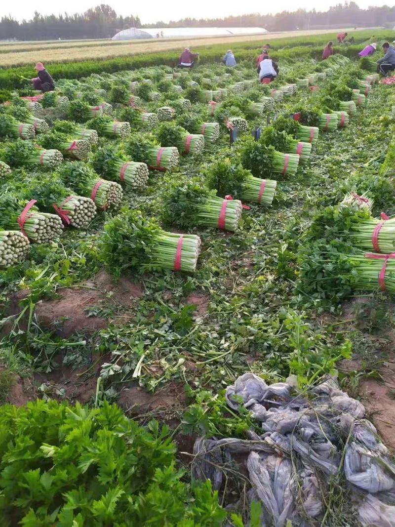精品西芹，质量有保证，以质论价，长年供应