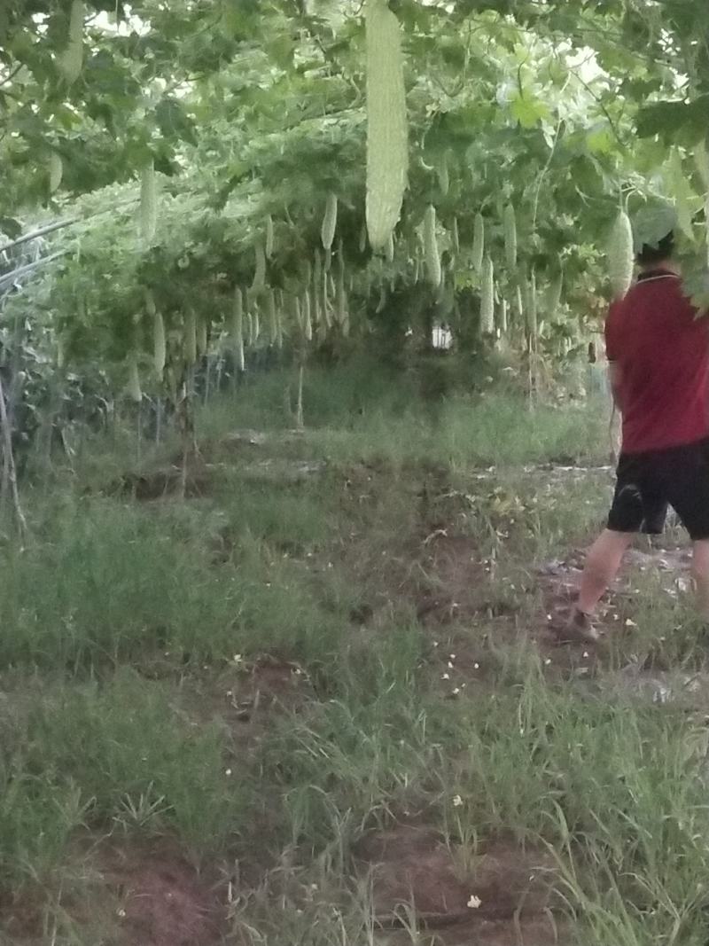本地长白苦瓜苗穴盘苗【产量高，抗病强易存活】基地直供