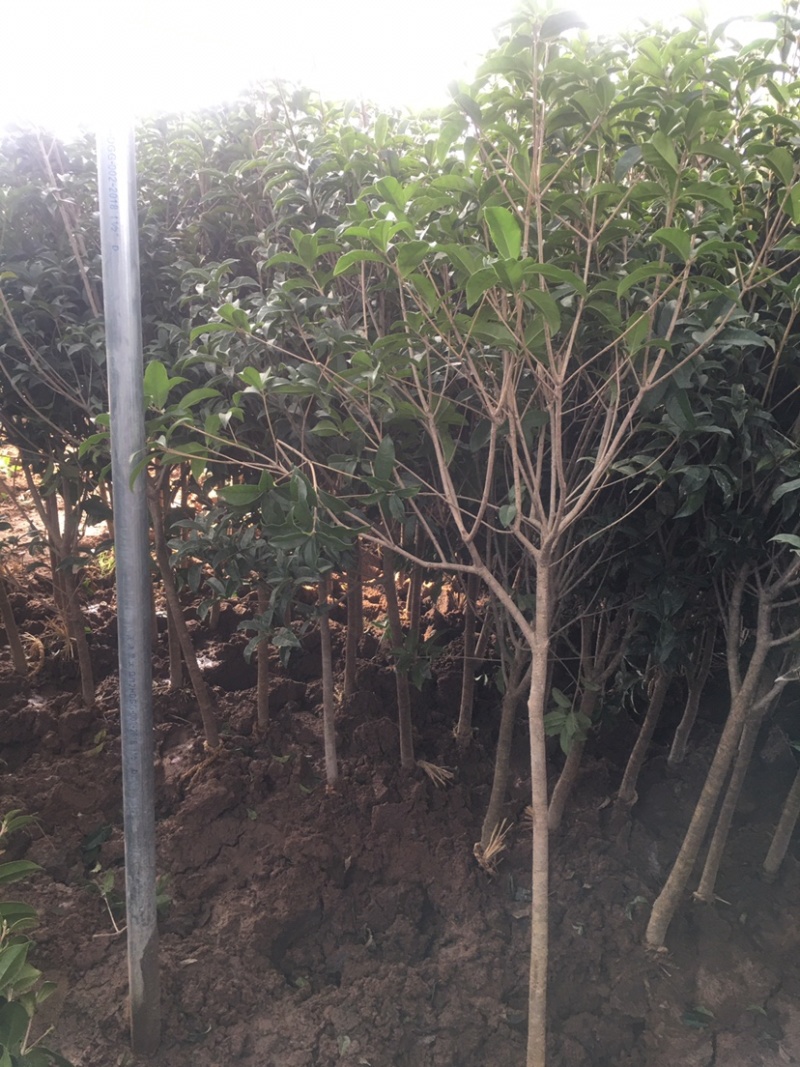 四季常绿庭院高档树苗茶花树苗茶花球耐冬茶花球庭院盆栽茶花