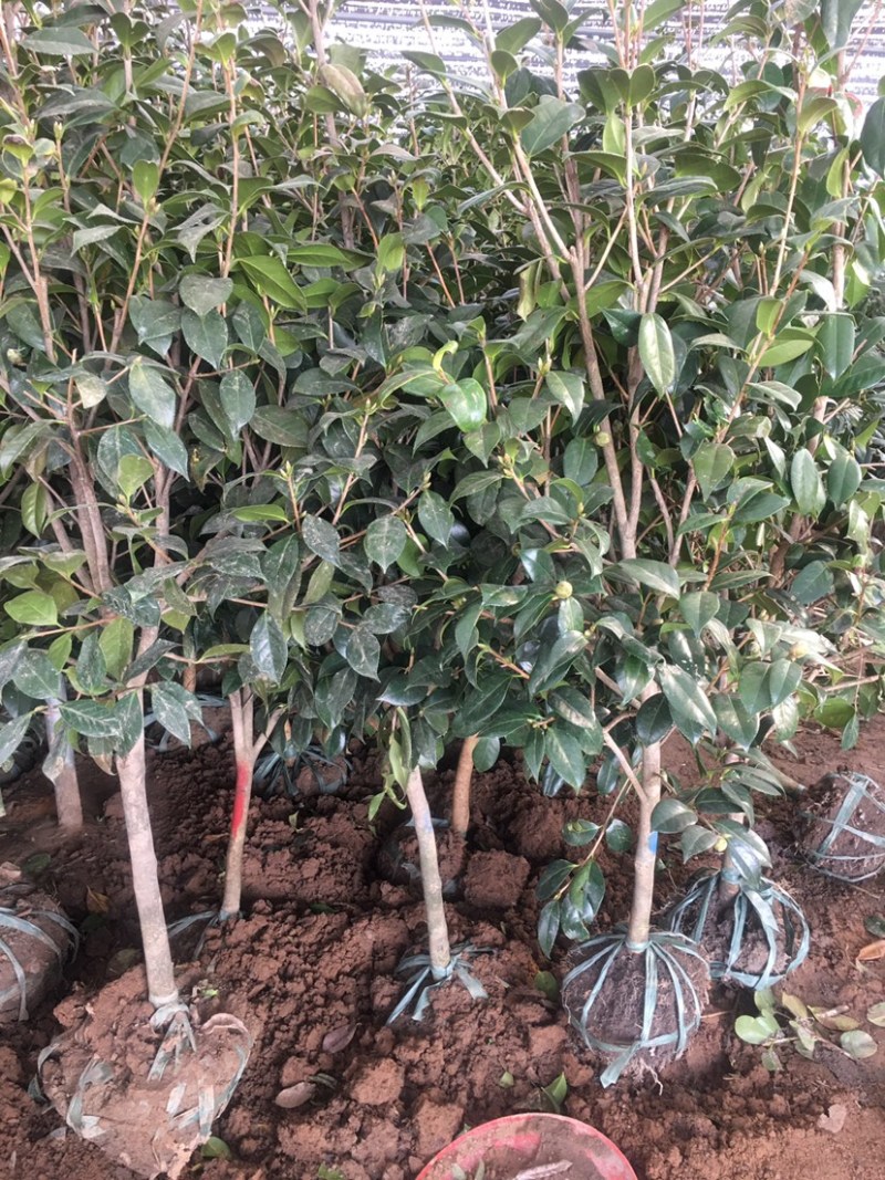 四季常绿庭院高档树苗茶花树苗茶花球耐冬茶花球庭院盆栽茶花