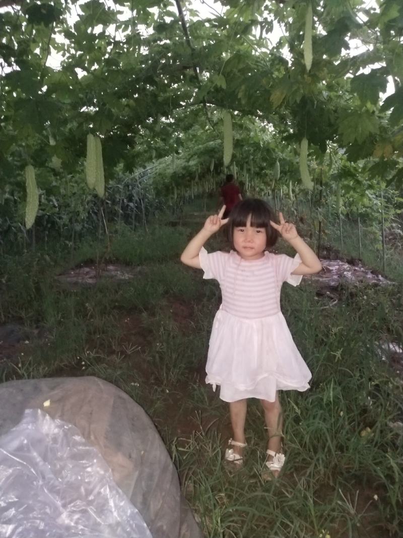 本地长白苦瓜苗穴盘苗【产量高，抗病强易存活】基地直供