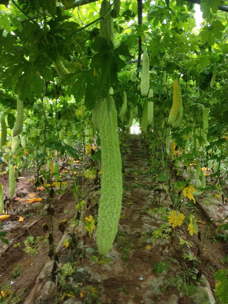 本地长白苦瓜苗穴盘苗【产量高，抗病强易存活】基地直供