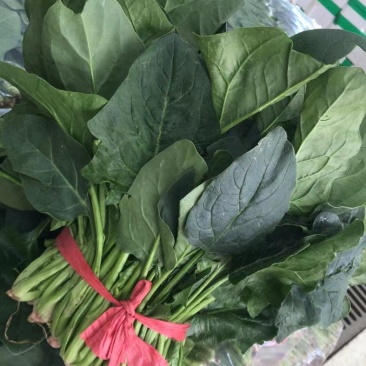 大叶菠菜上市了需要的咨询联系上市了欢迎新老客户前来考察收