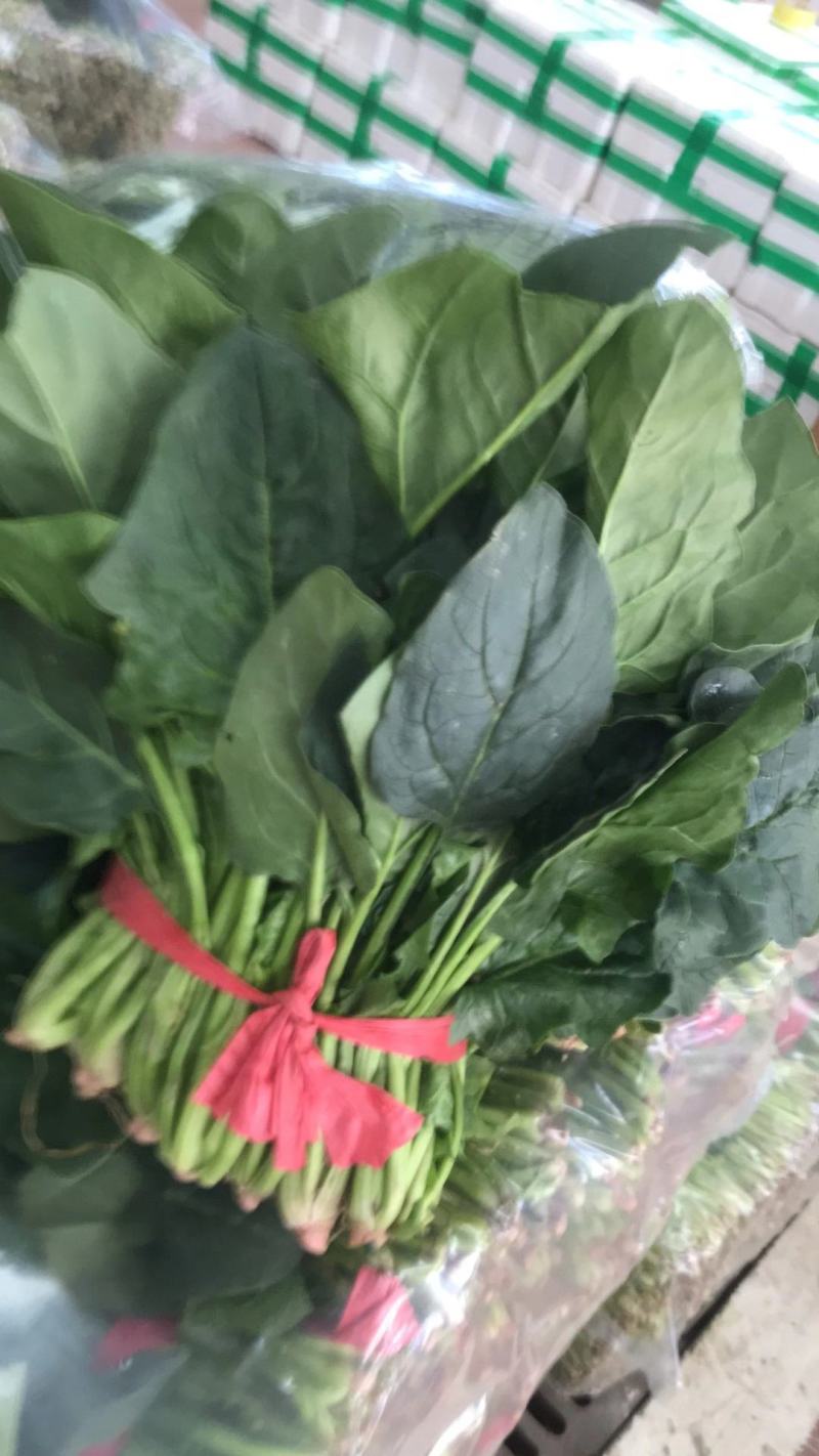 大叶菠菜上市了需要的咨询联系上市了欢迎新老客户前来考察收