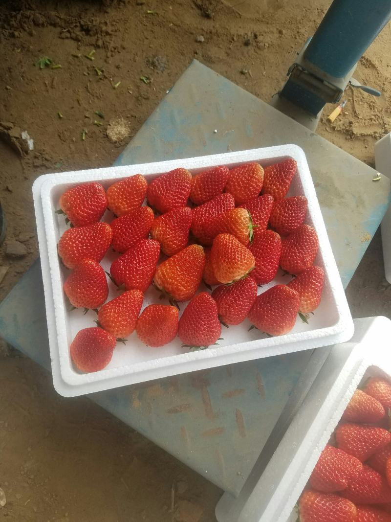 滦州市小马庄镇鸿盛果蔬种植专业合作社红颜99草莓种植基地