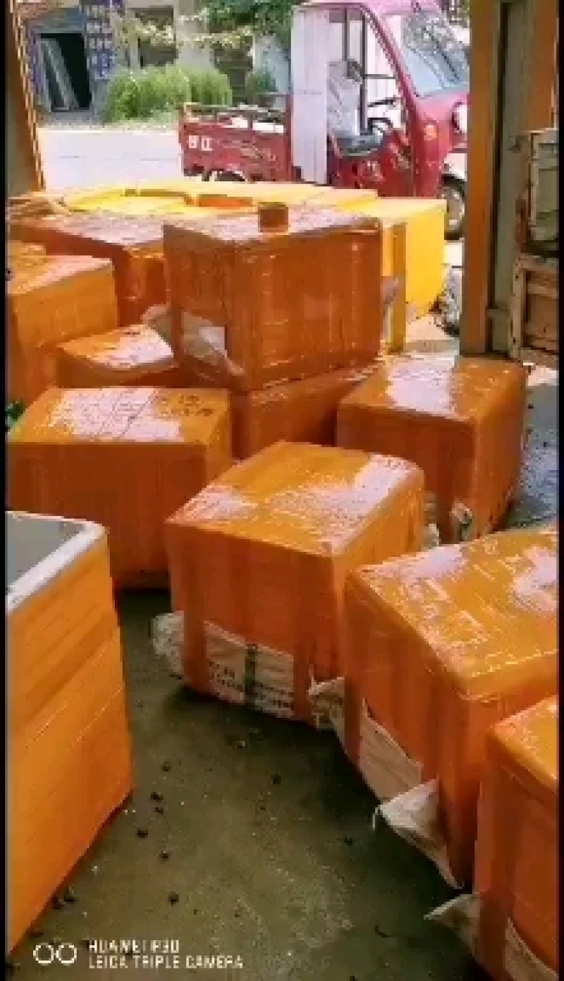 角蚌纯手打捞，一手货源，量大从优（包直达运费）
