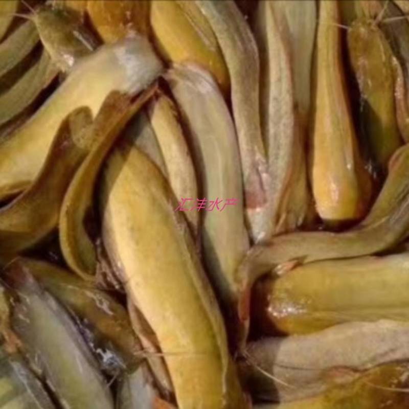 本地塘鲺三黄土塘鲺塘角鱼货源足，全国发货！