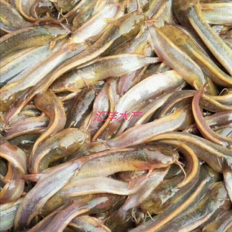 本地塘鲺三黄土塘鲺塘角鱼货源足，全国发货！
