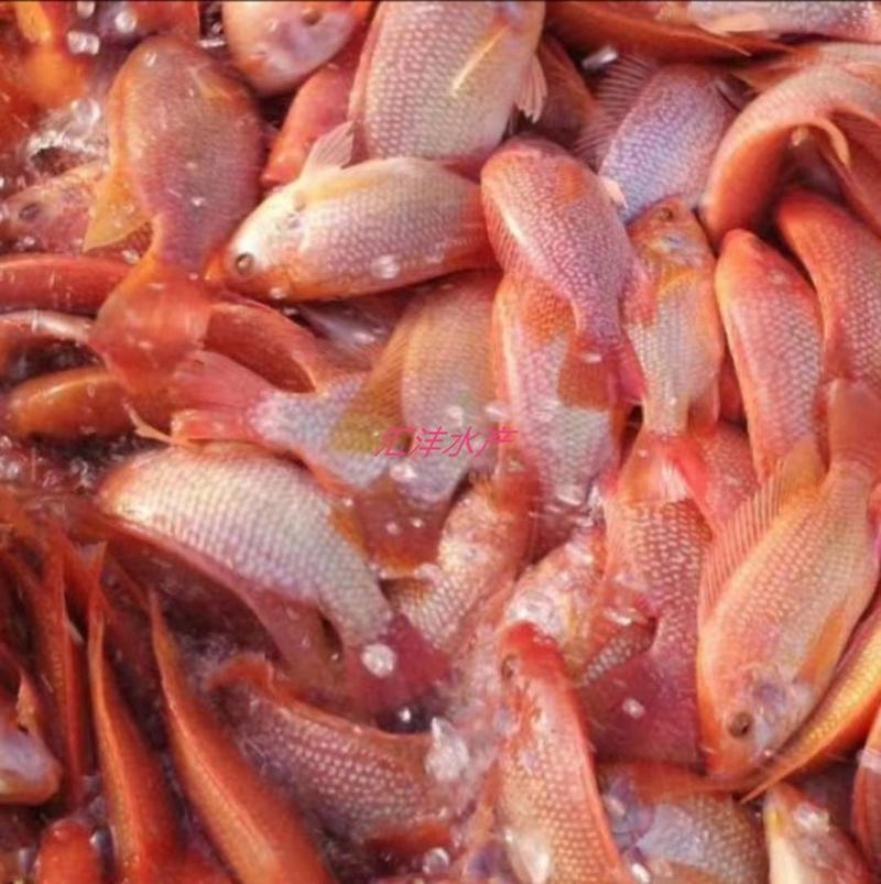 红罗非彩虹鲷品种优良质量保证全国发货！