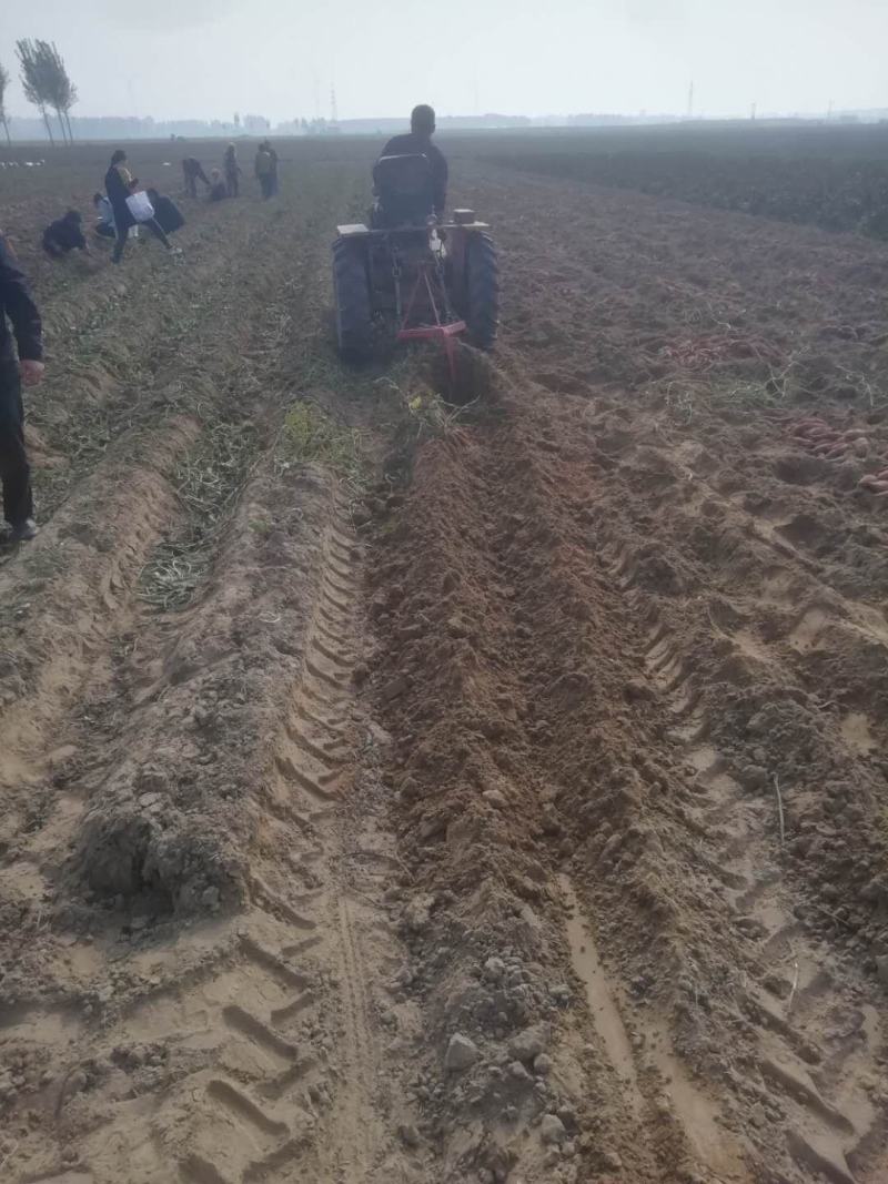 西瓜红沙地蜜薯红薯，健康绿色，有检测报告，无公害