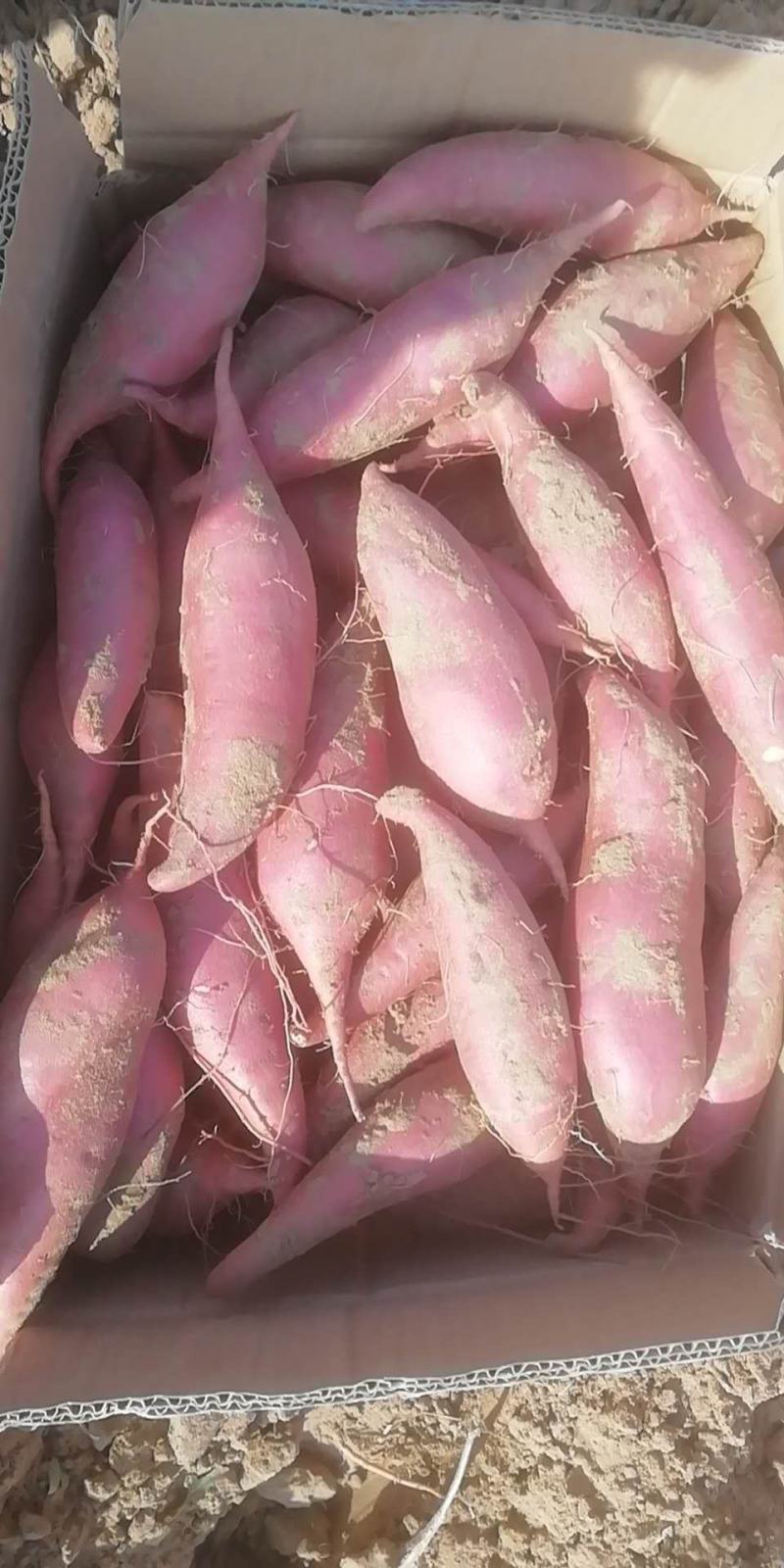 西瓜红沙地蜜薯红薯，健康绿色，有检测报告，无公害