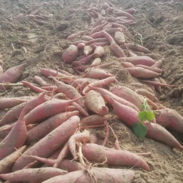 西瓜红沙地蜜薯红薯，健康绿色，有检测报告，无公害