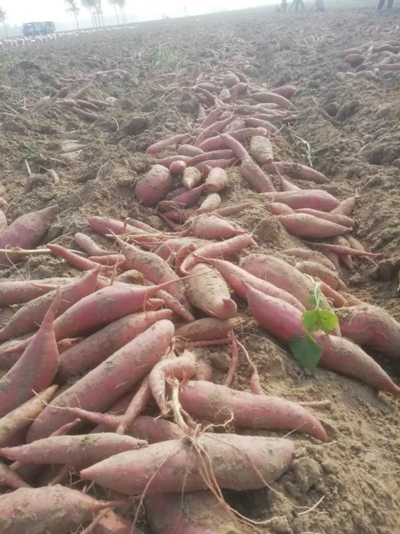 西瓜红沙地蜜薯红薯，健康绿色，有检测报告，无公害