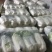 白菜4~6斤云南高山大白菜可以接受预订包地和订价等收购