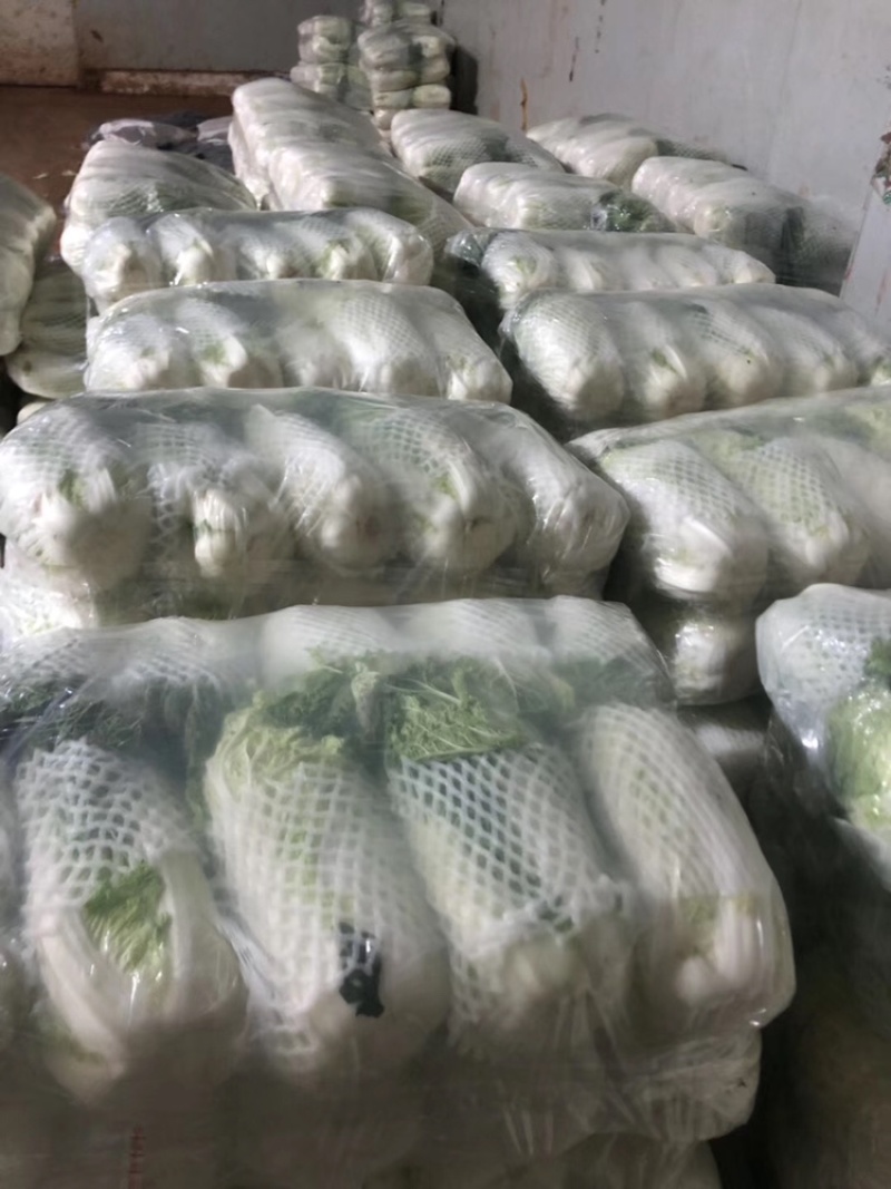 白菜4~6斤云南高山大白菜可以接受预订包地和订价等收购