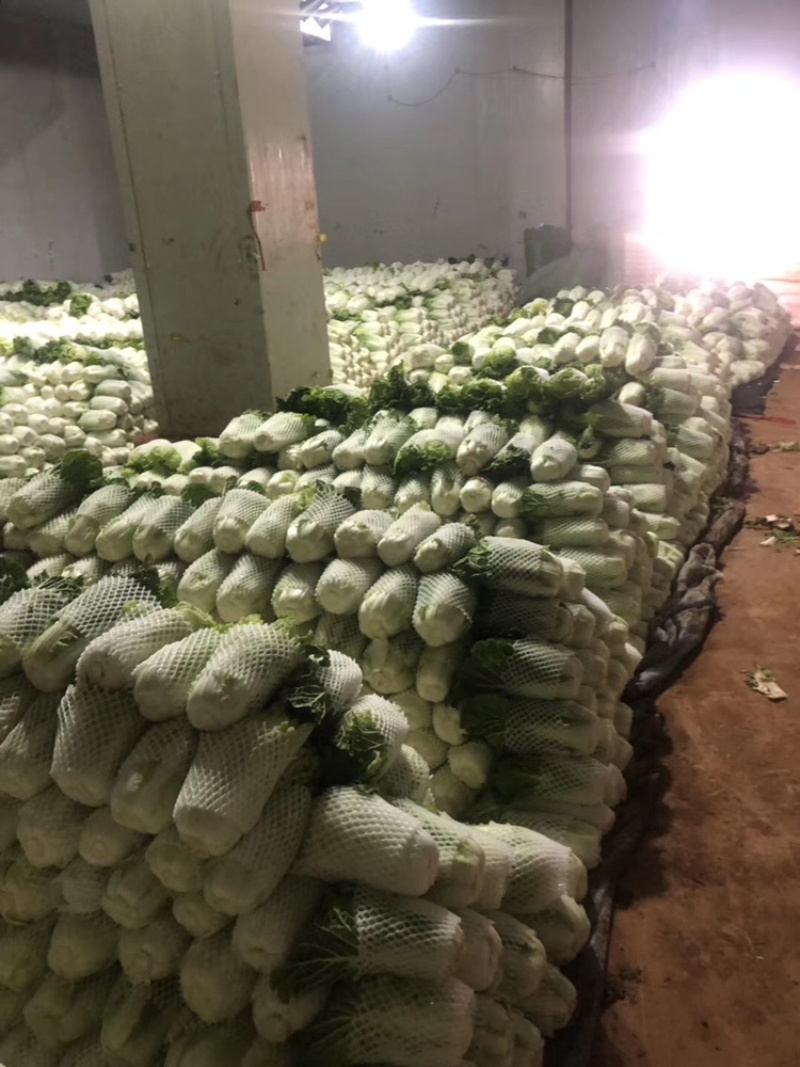白菜4~6斤云南高山大白菜可以接受预订包地和订价等收购