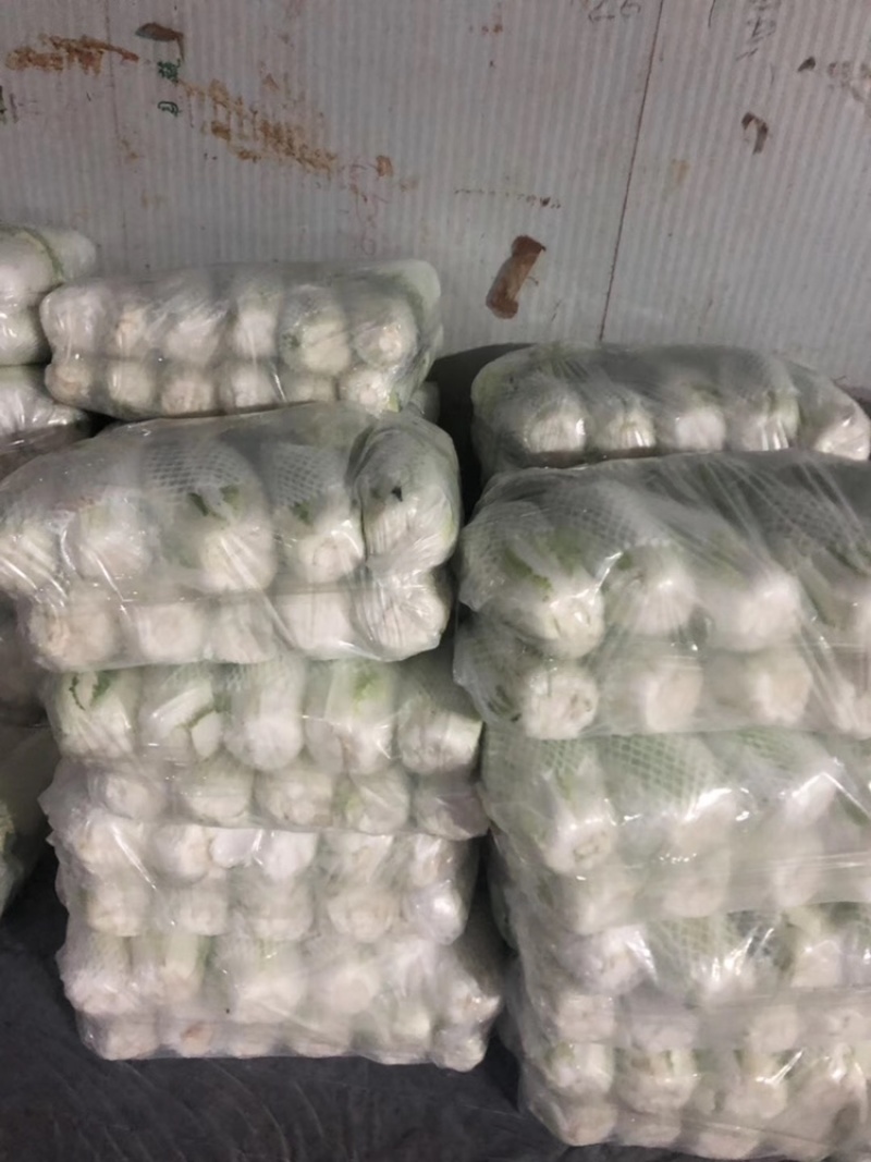 白菜4~6斤云南高山大白菜可以接受预订包地和订价等收购