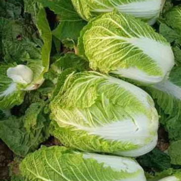 白菜4~6斤云南高山大白菜可以接受预订包地和订价等收购