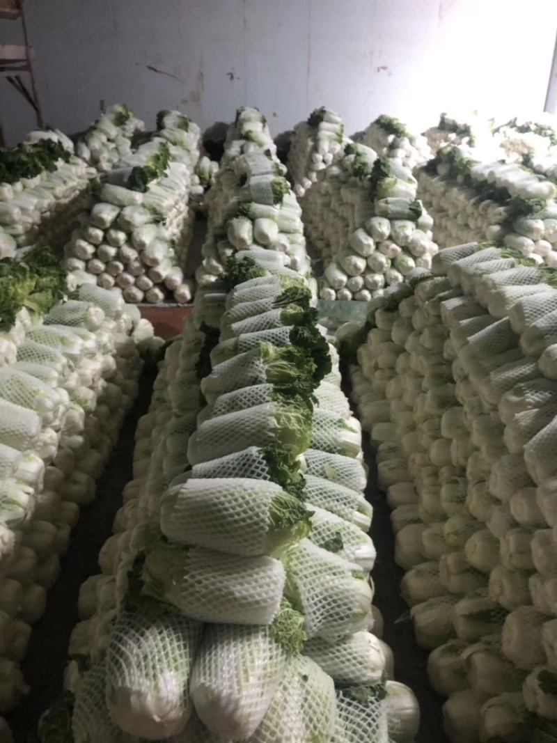 白菜4~6斤云南高山大白菜可以接受预订包地和订价等收购