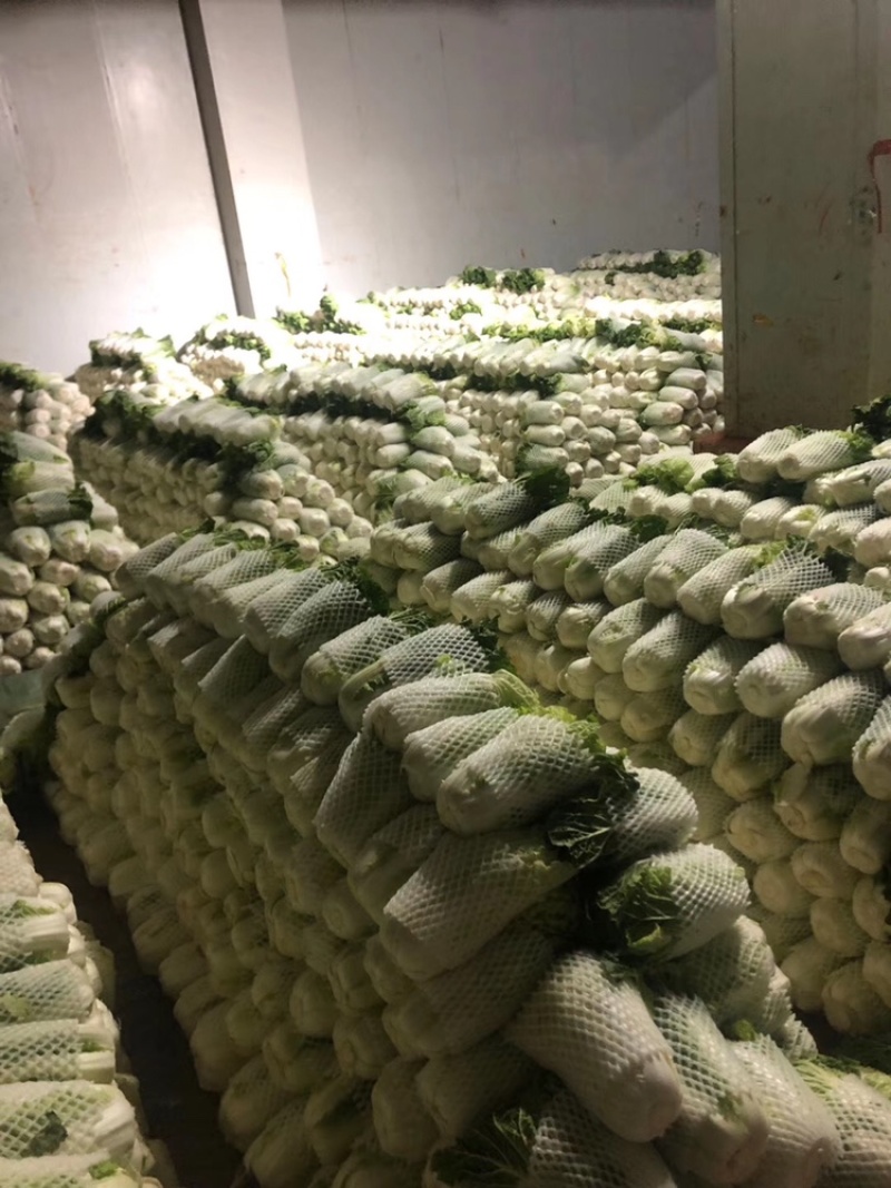 白菜4~6斤云南高山大白菜可以接受预订包地和订价等收购