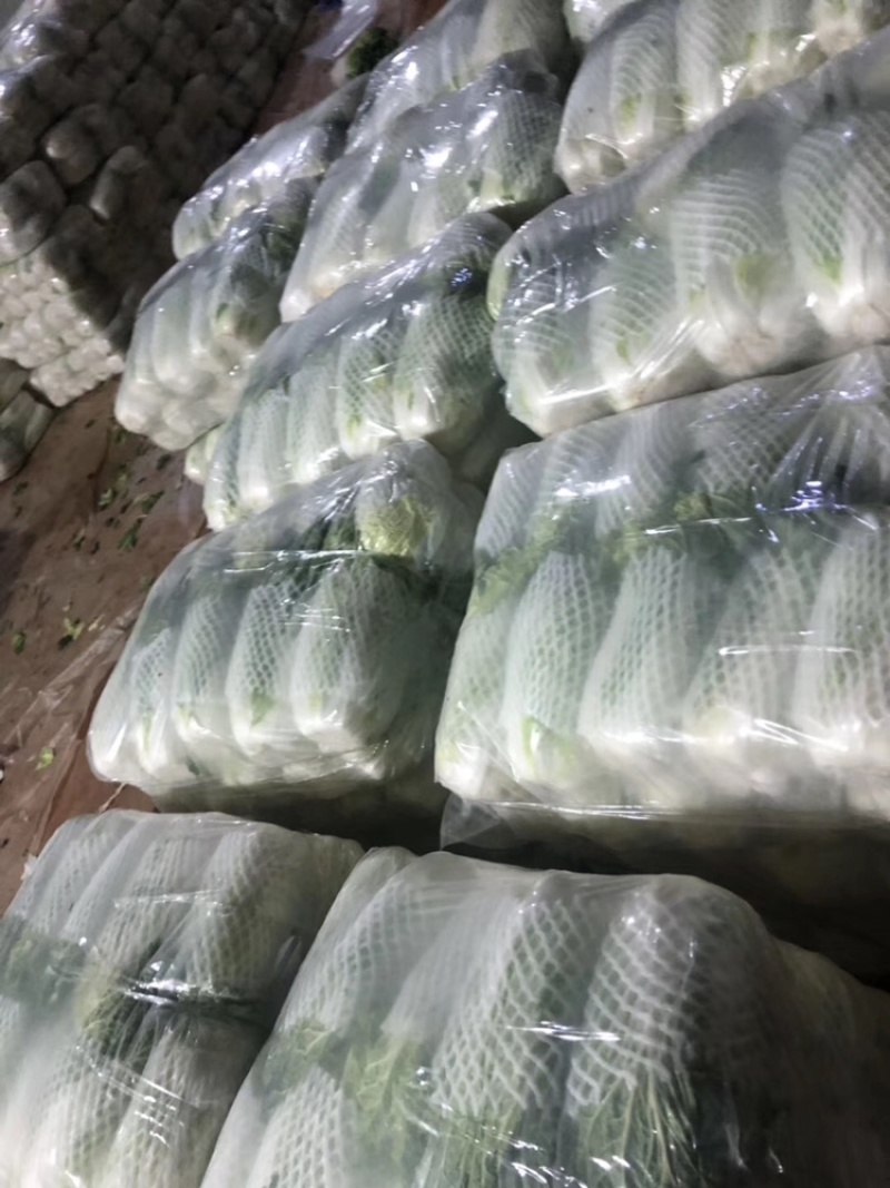 白菜4~6斤云南高山大白菜可以接受预订包地和订价等收购