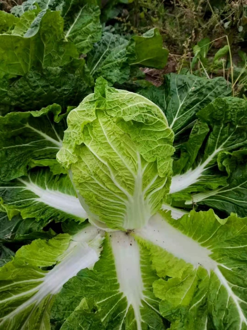 白菜4~6斤云南高山大白菜可以接受预订包地和订价等收购