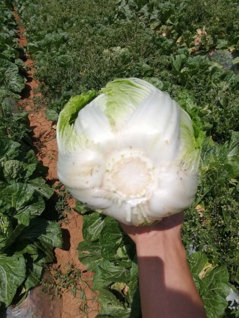 白菜4~6斤云南高山大白菜可以接受预订包地和订价等收购