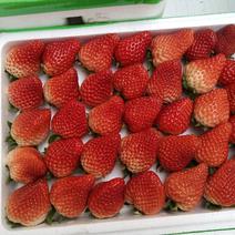 河北唐山草莓基地主营红颜。富硒草莓