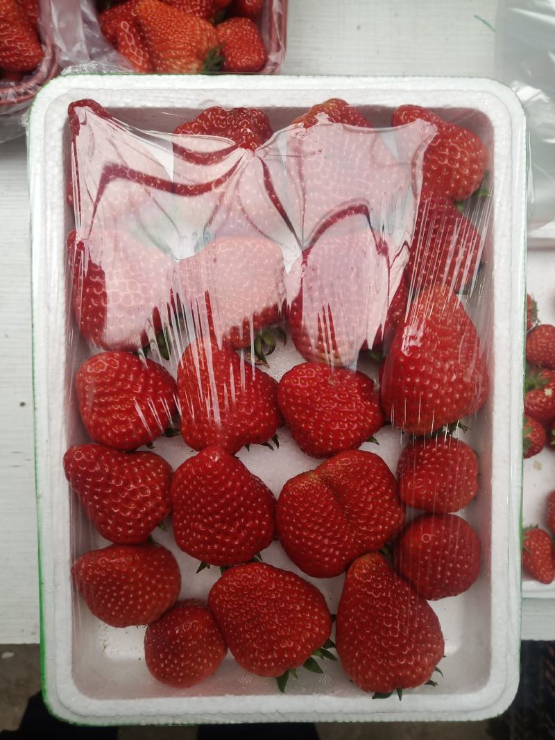 河北唐山草莓基地主营红颜。富硒草莓