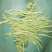 扁芸豆，无筋豆，大量现货欢迎订购。
