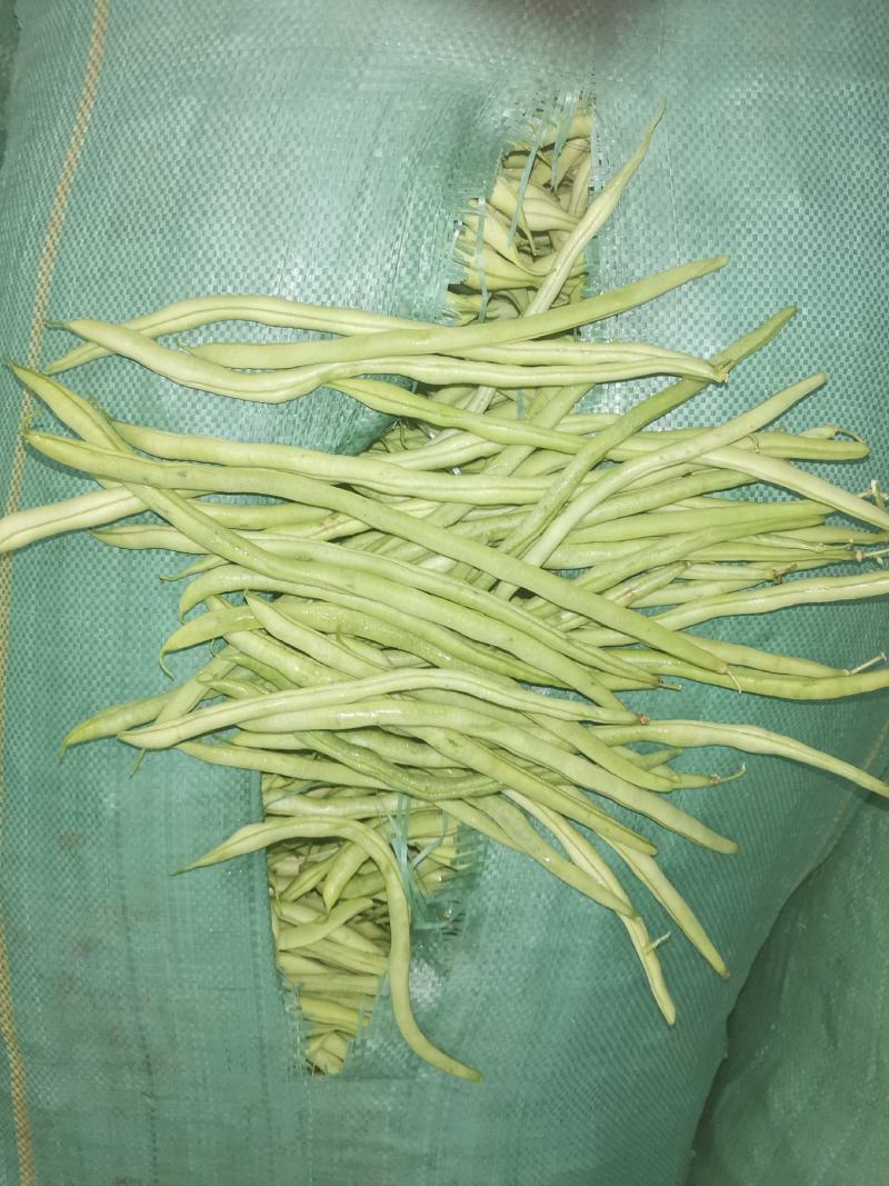 扁芸豆，无筋豆，大量现货欢迎订购。