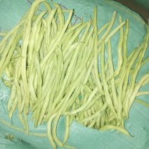 扁芸豆，无筋豆，大量现货欢迎订购。