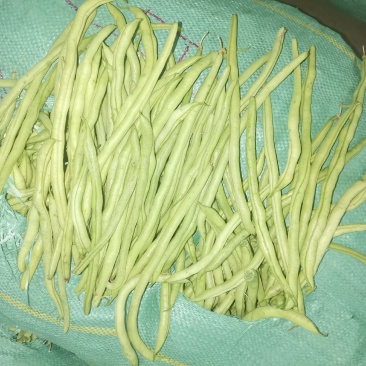 扁芸豆，无筋豆，大量现货欢迎订购。