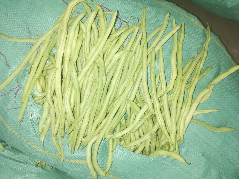 扁芸豆，无筋豆，大量现货欢迎订购。